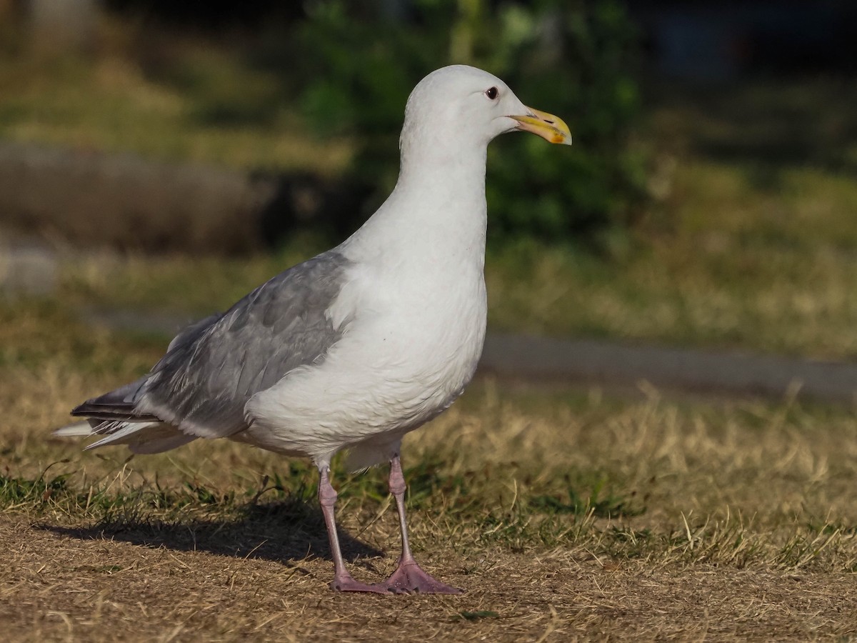 Glaucous-winged Gull - Domenec Anguera Vidal