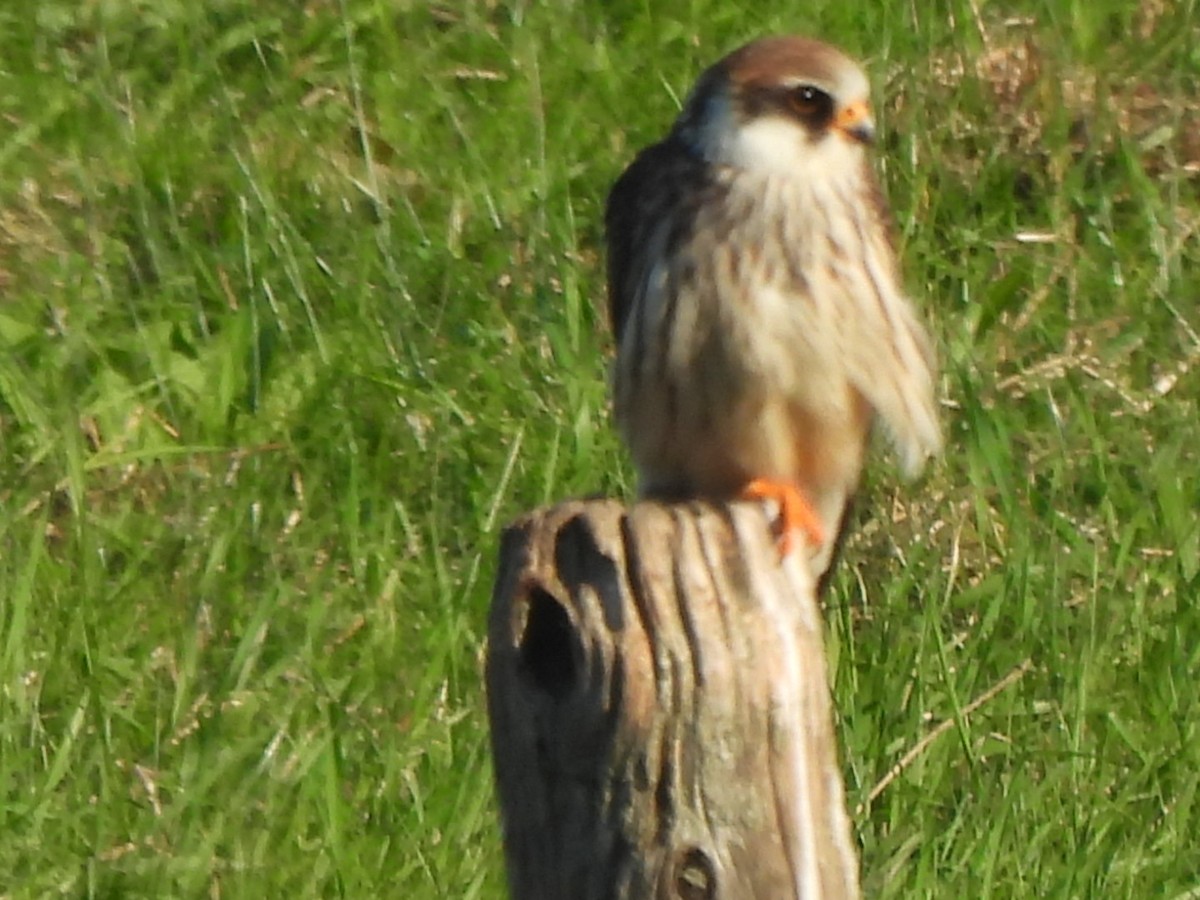 Red-footed Falcon - ML609464760