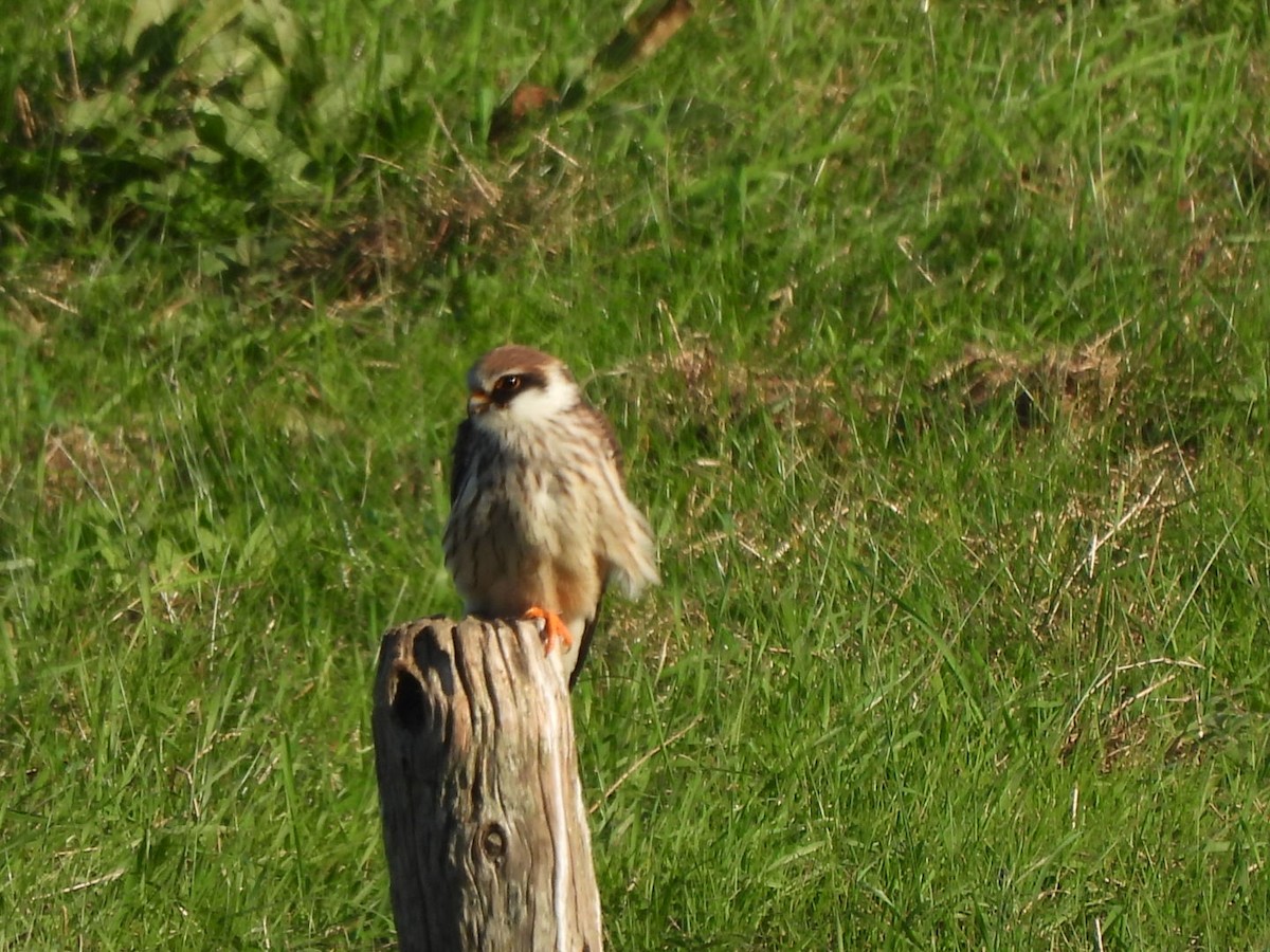 Red-footed Falcon - ML609464761
