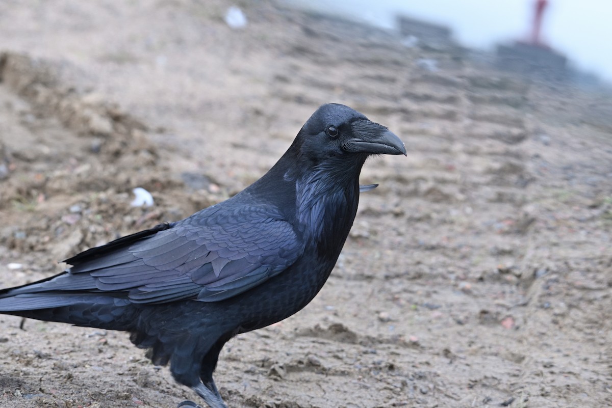 Grand Corbeau - ML609464878