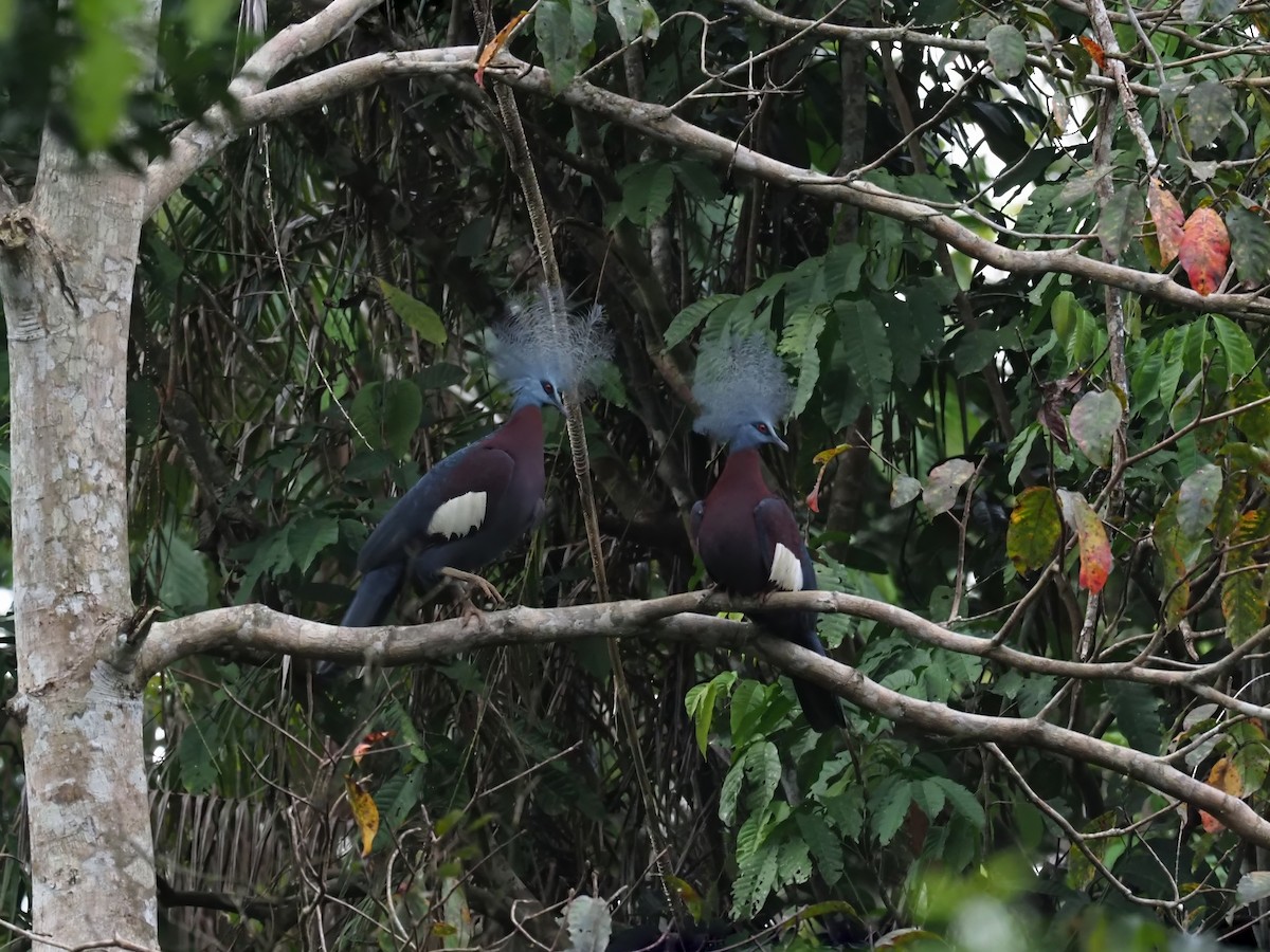 Sclater's Crowned-Pigeon - ML609465135
