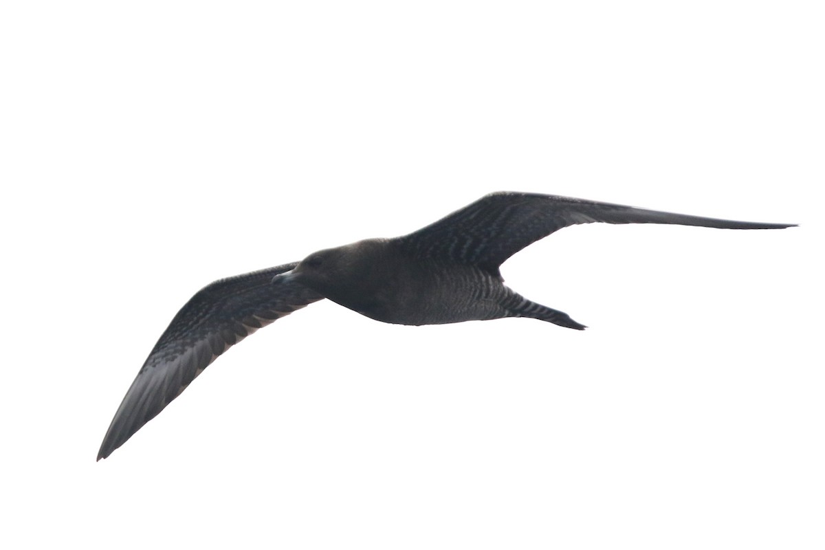 Long-tailed Jaeger - ML609465276
