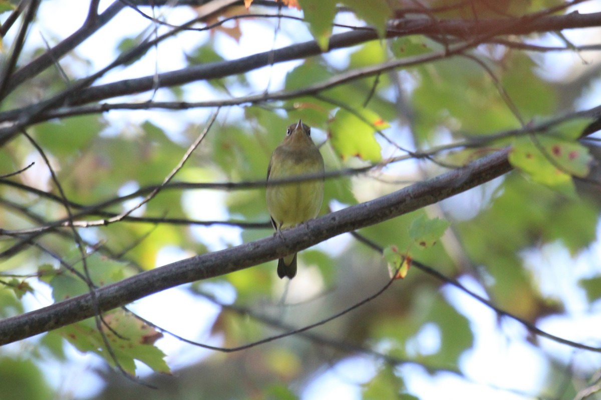 Connecticut Warbler - Ron and Tracy George-Snyder