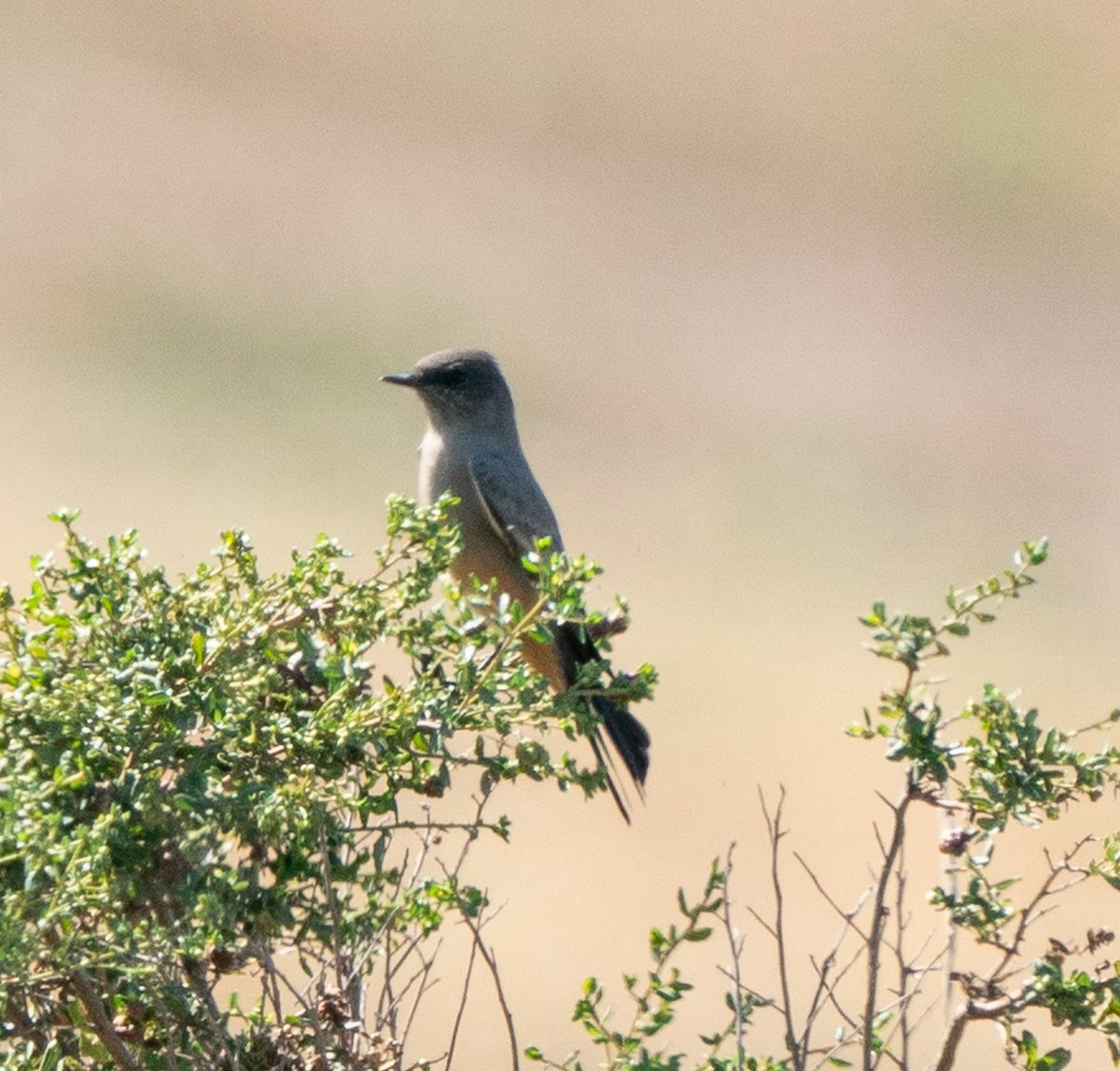 ebird-checklist-1-oct-2023-byxbee-park-11-species