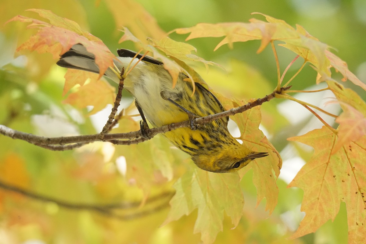 Cape May Warbler - ML609465764