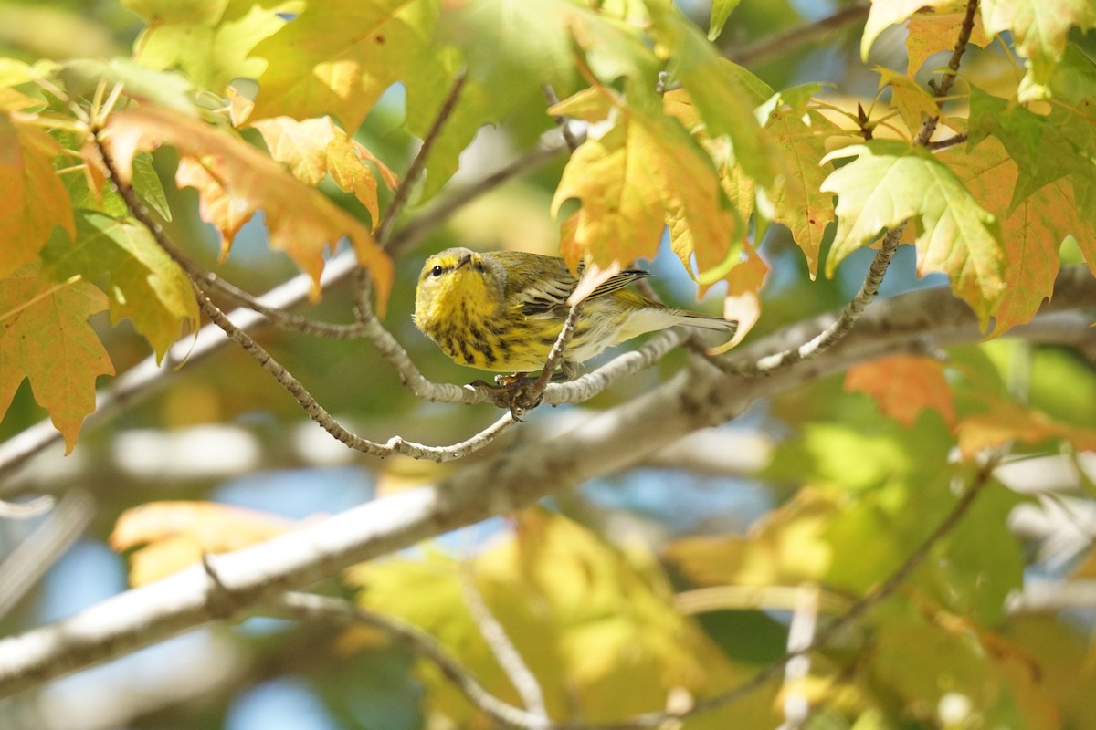 Cape May Warbler - ML609465765