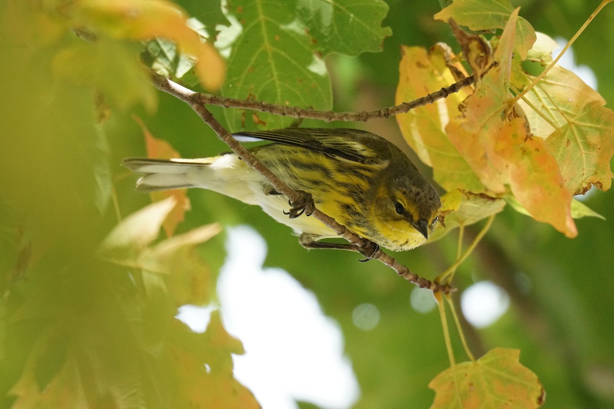 Cape May Warbler - ML609465766