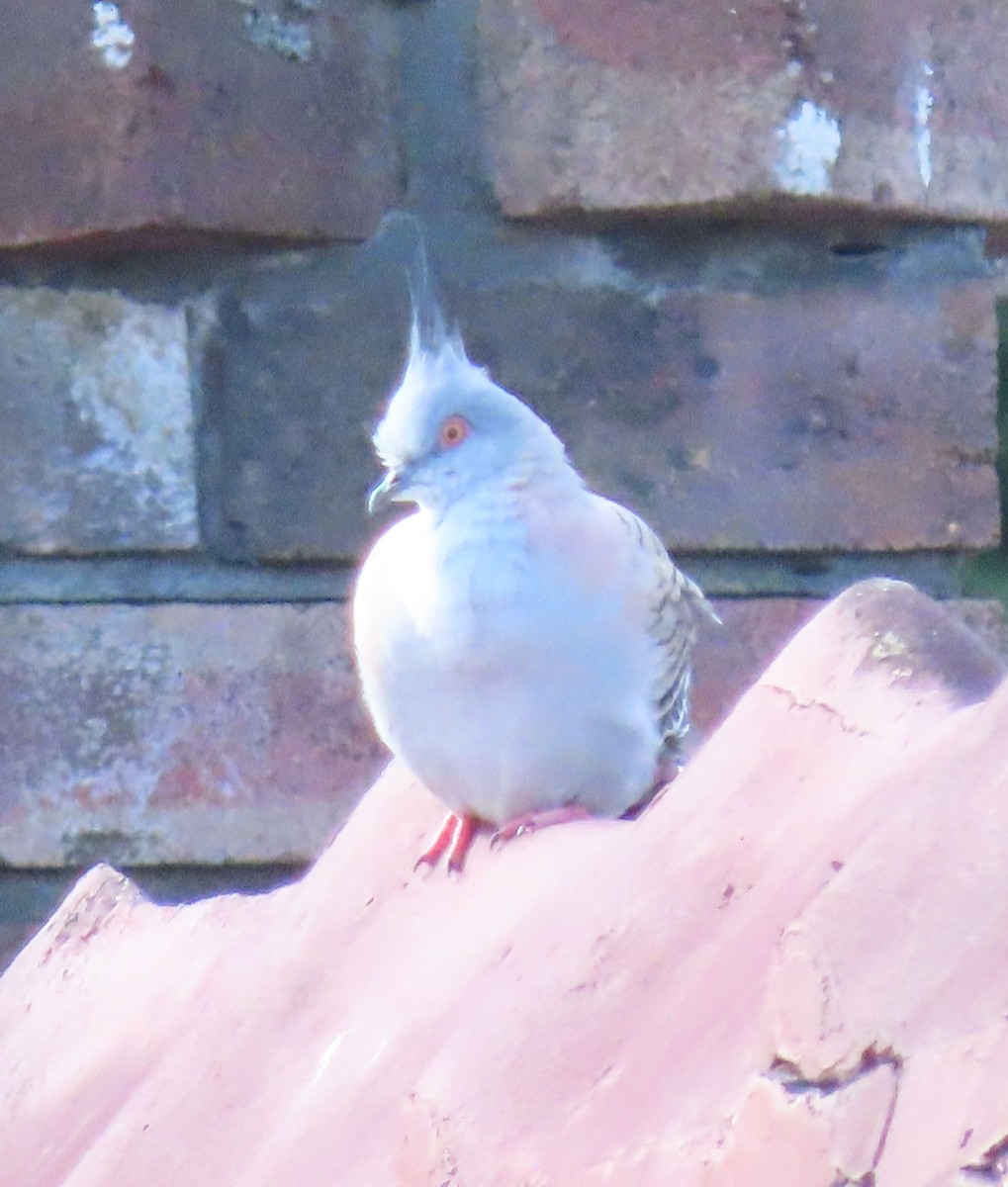 Crested Pigeon - ML609465862