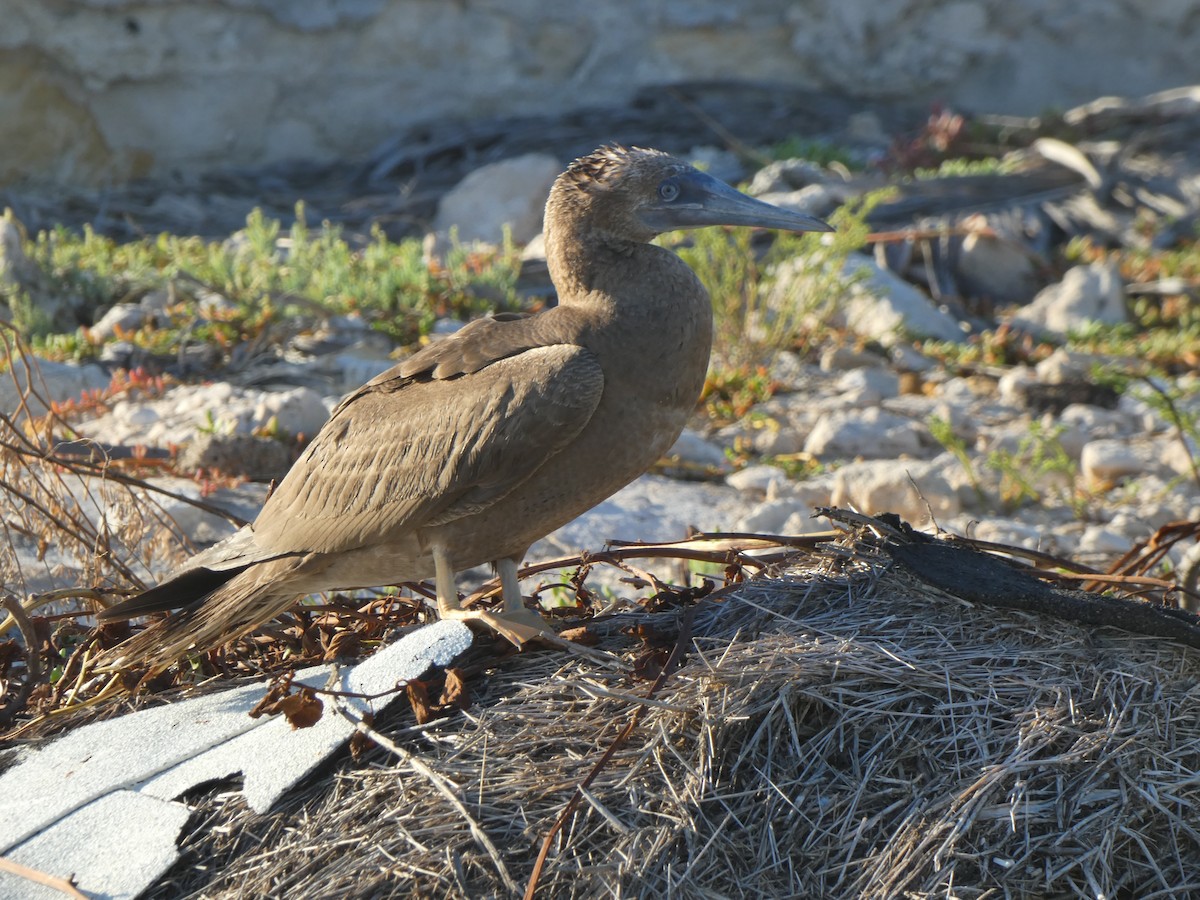 Brown Booby - ML609466186
