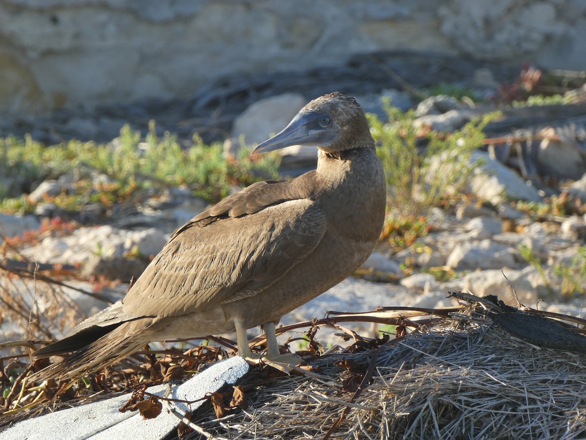 Brown Booby - ML609466350