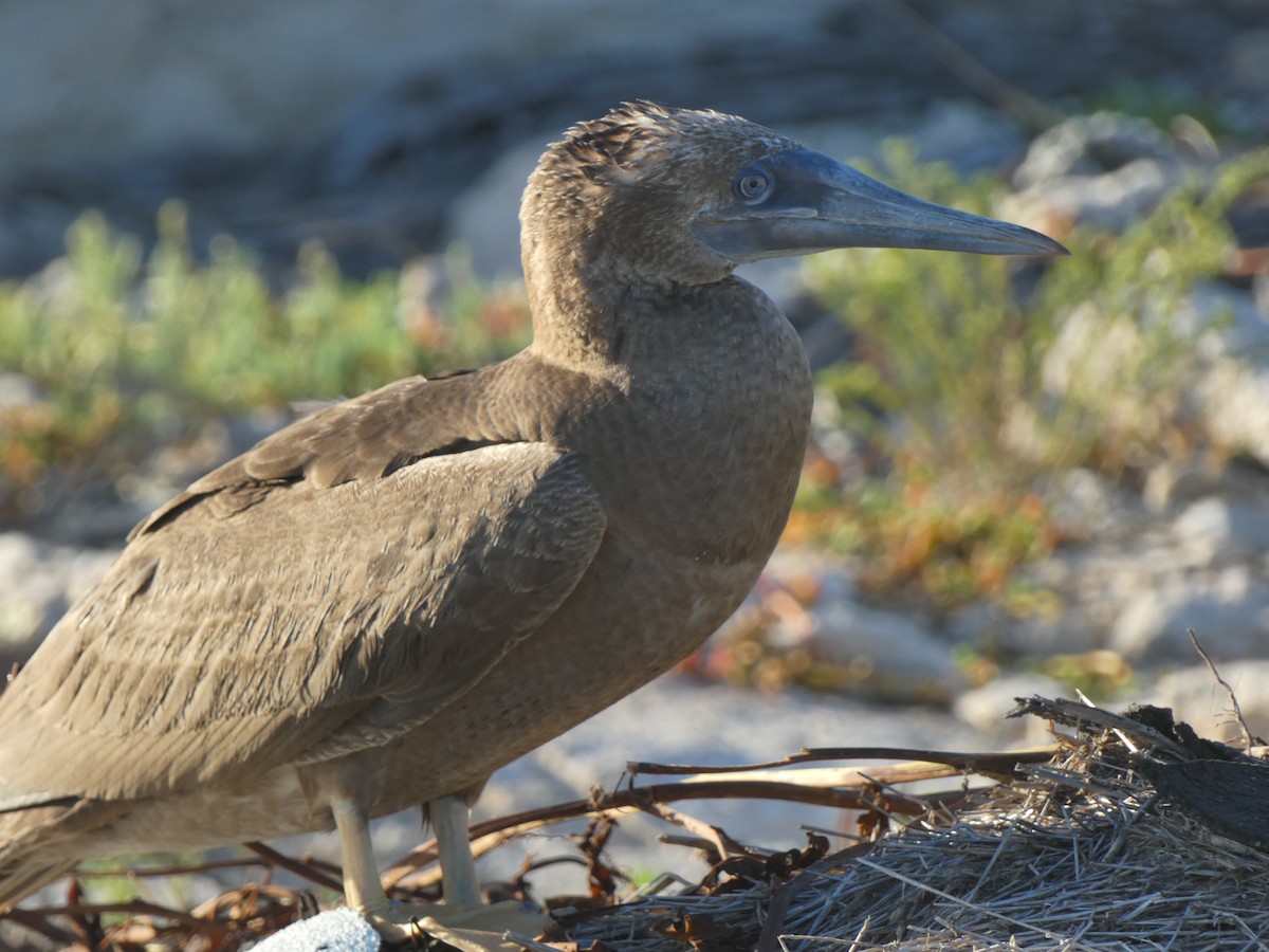 Brown Booby - ML609466474