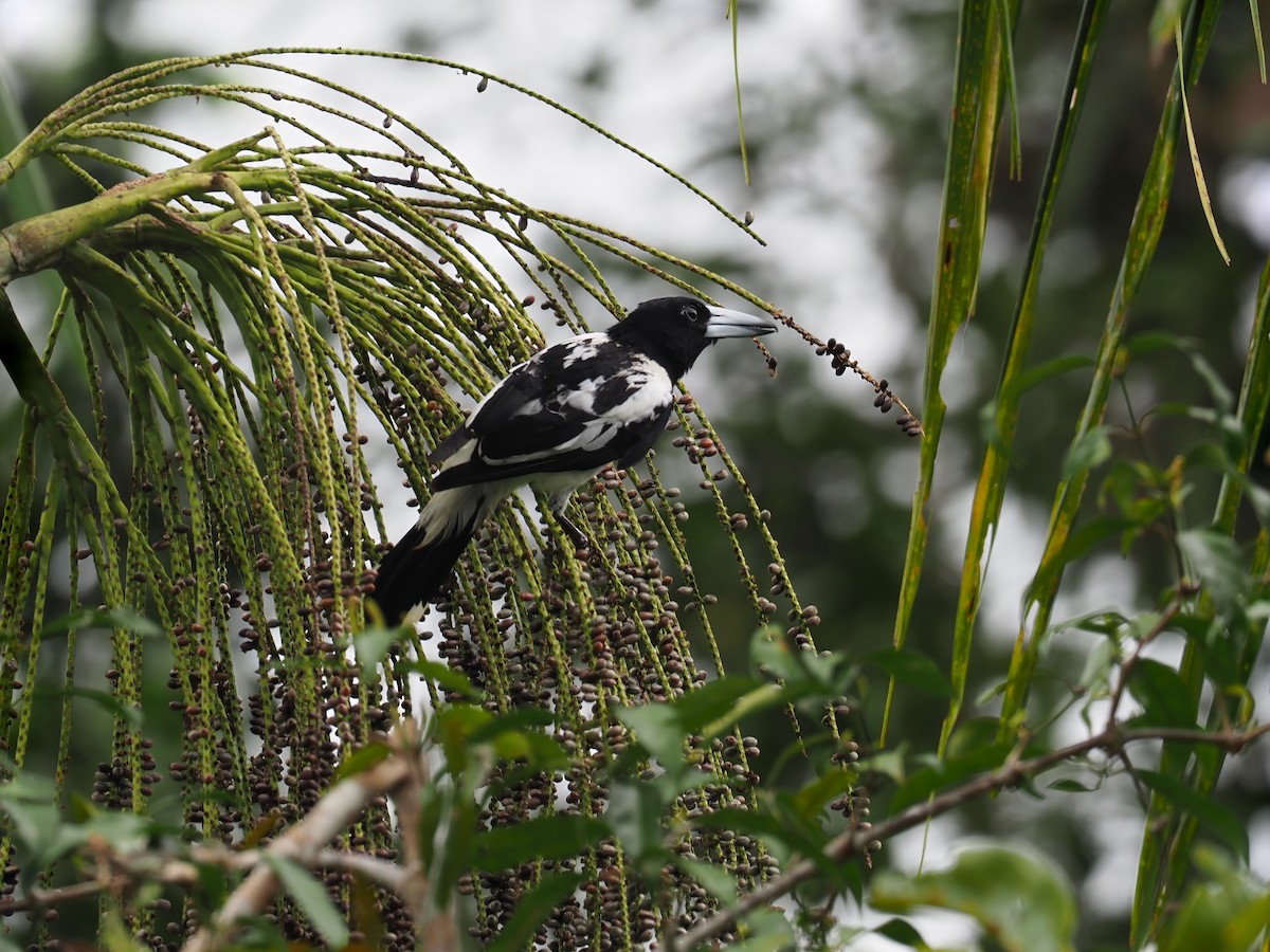 Папуанская флейтовая птица - ML609466728