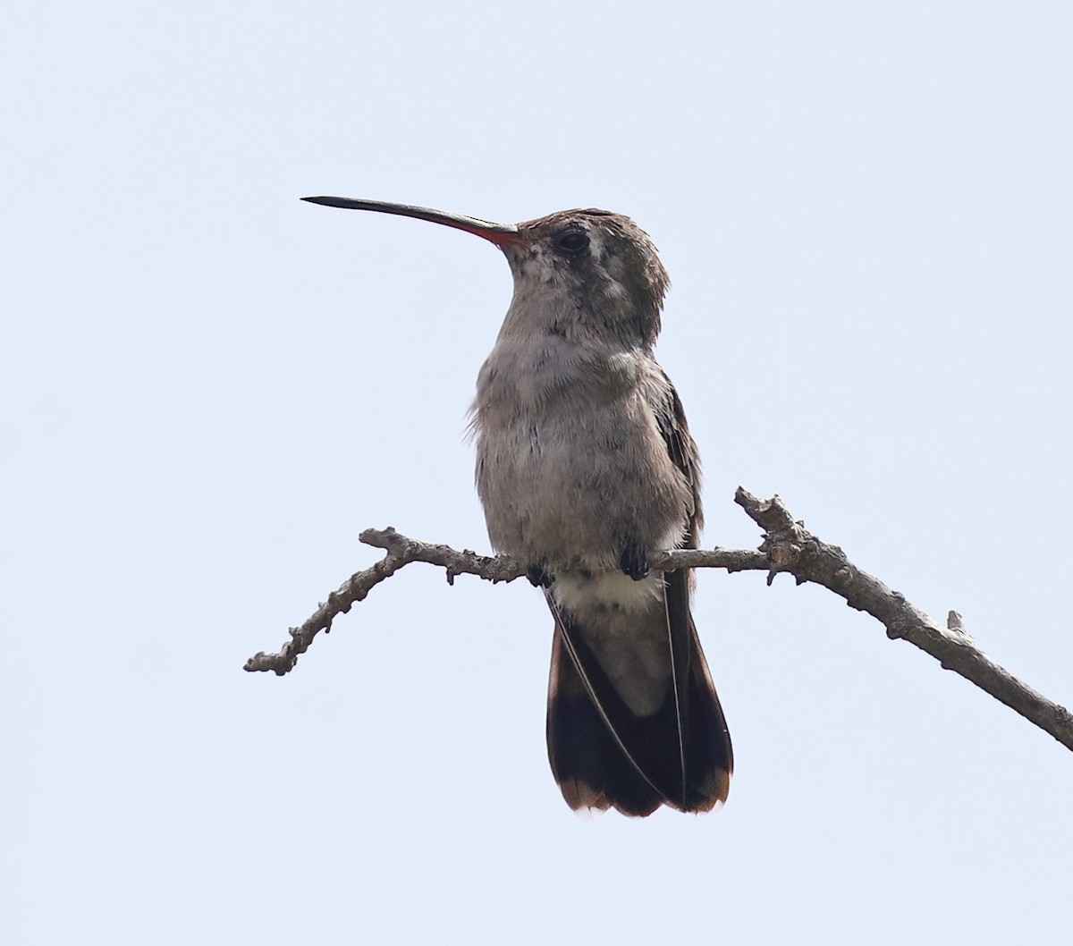 Broad-billed Hummingbird - ML609466748