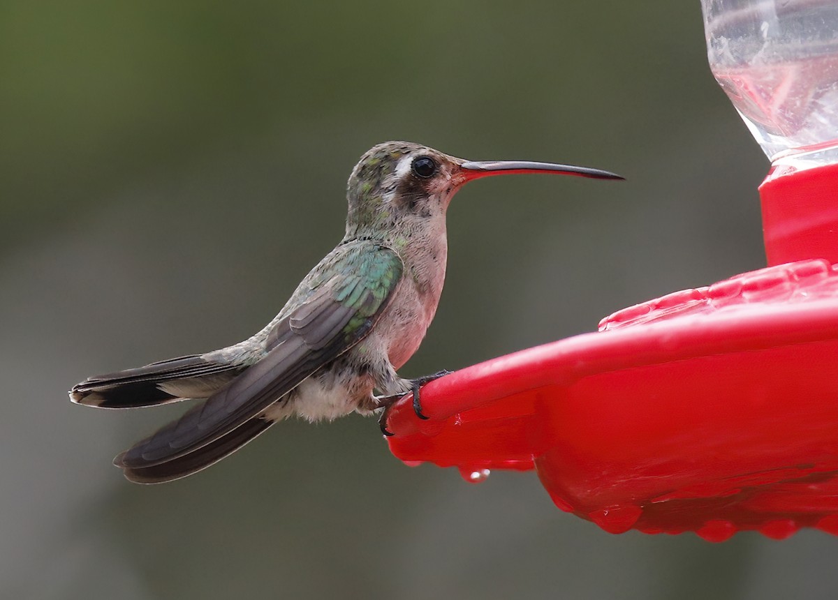 Broad-billed Hummingbird - ML609466749