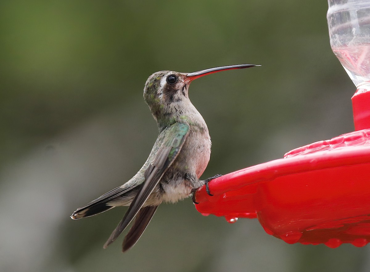 Broad-billed Hummingbird - ML609466751