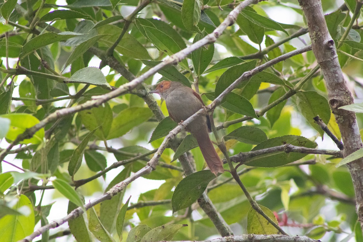 Red-faced Spinetail - ML609466962