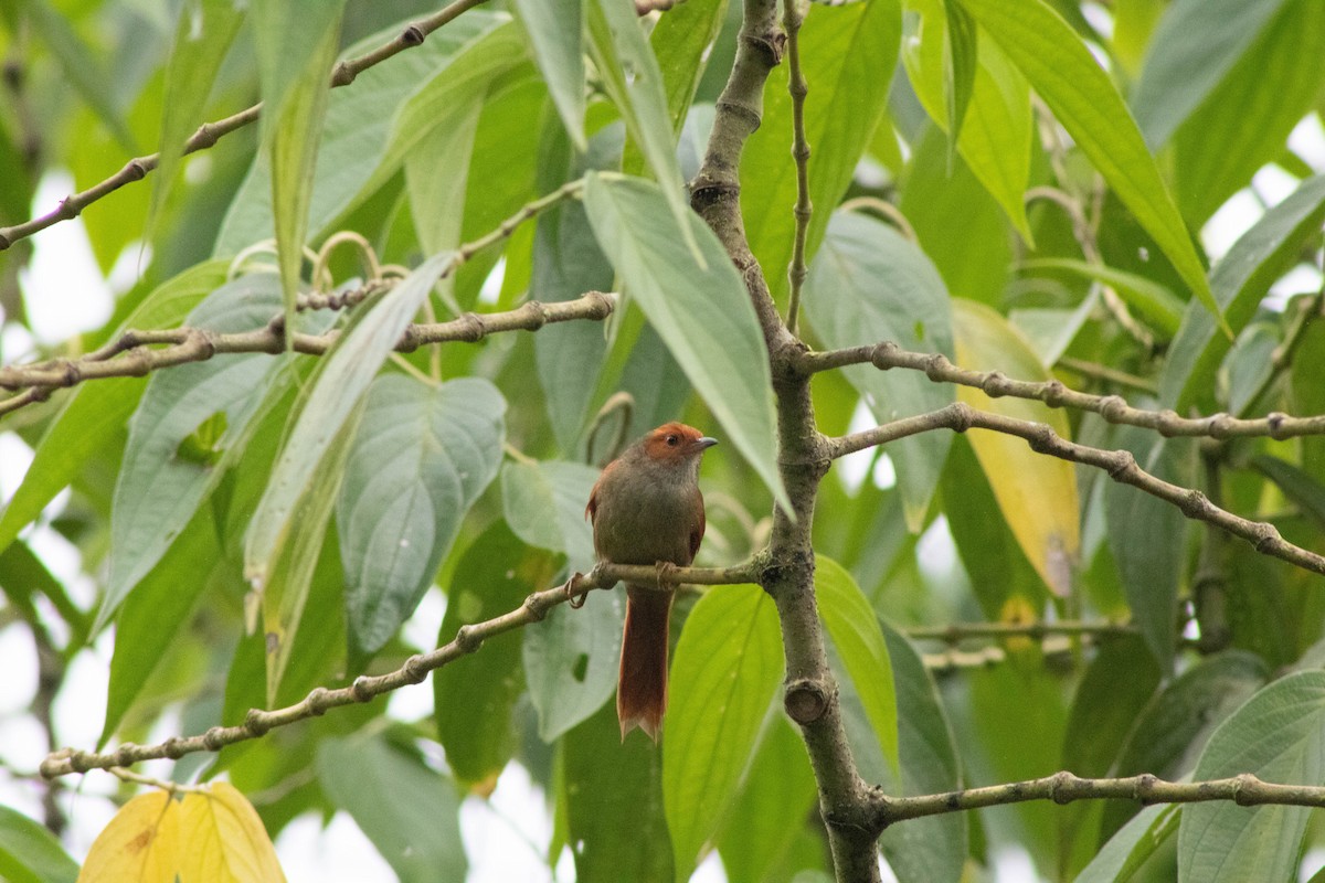 Red-faced Spinetail - ML609466963