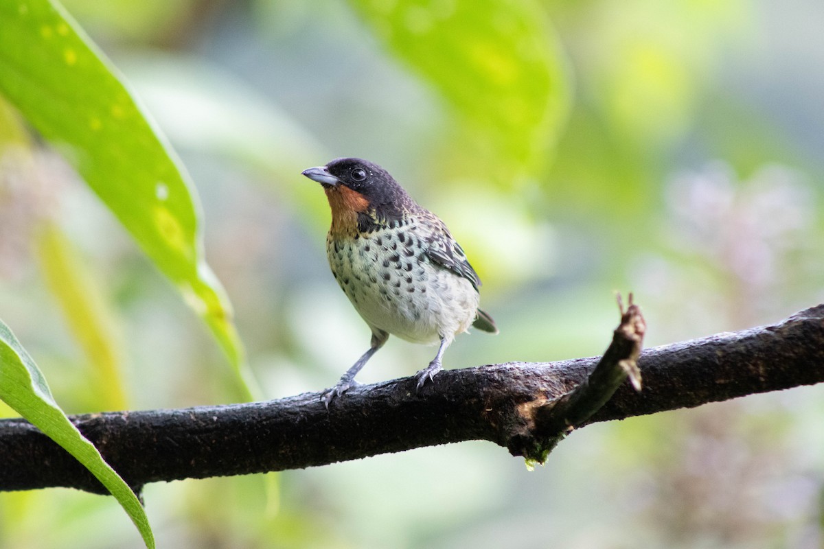 Rufous-throated Tanager - ML609466985