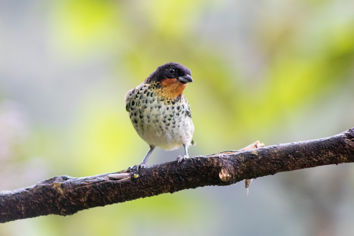 Rufous-throated Tanager - ML609466986