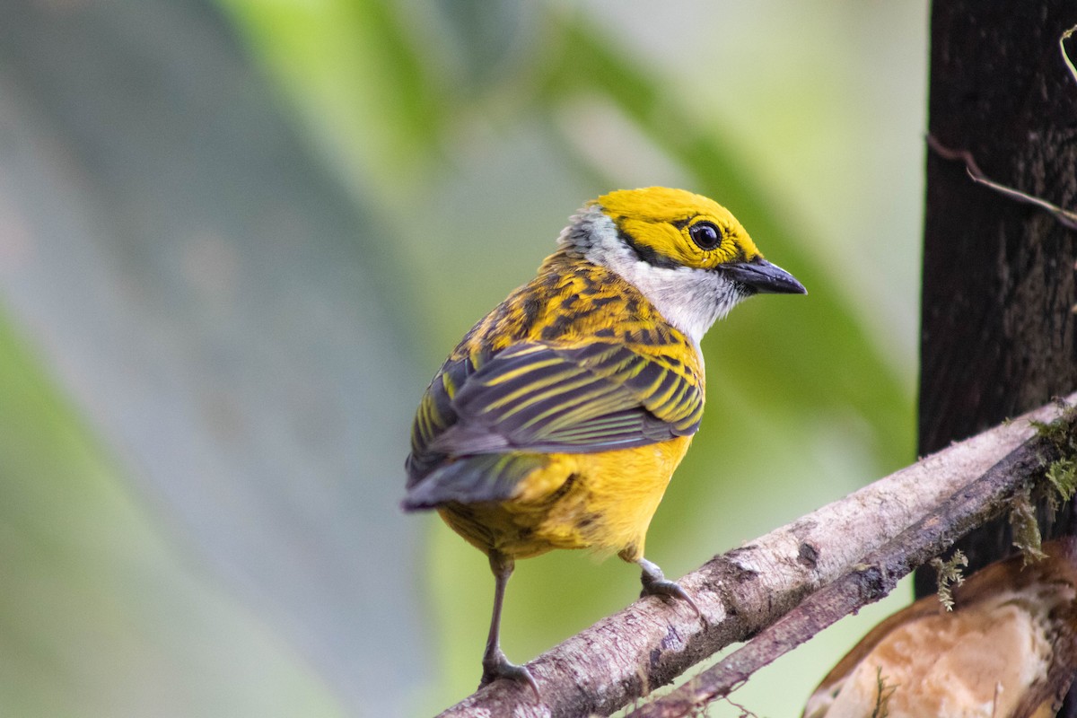 Silver-throated Tanager - ML609466995