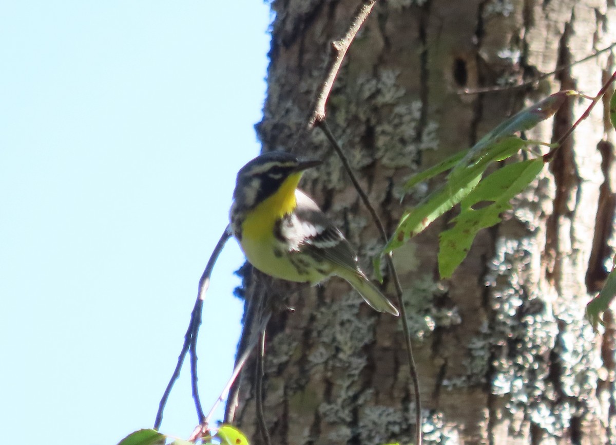 Yellow-throated Warbler - ML609466997