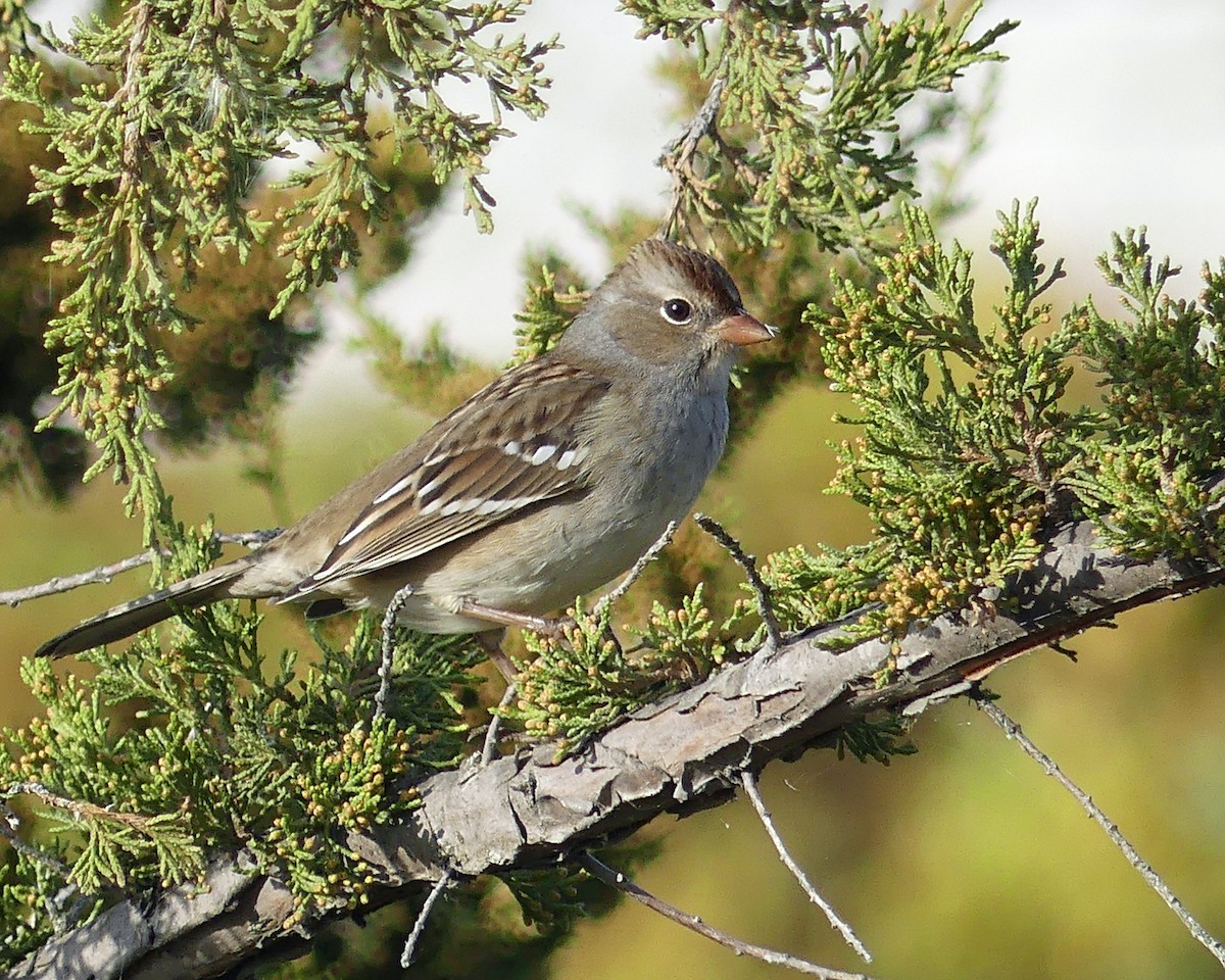 White-crowned Sparrow - ML609467000