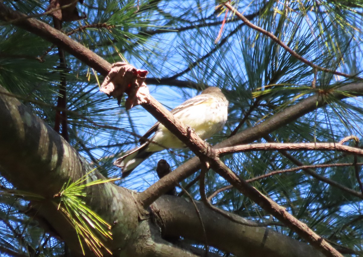 Yellow-rumped Warbler (Myrtle) - ML609467002