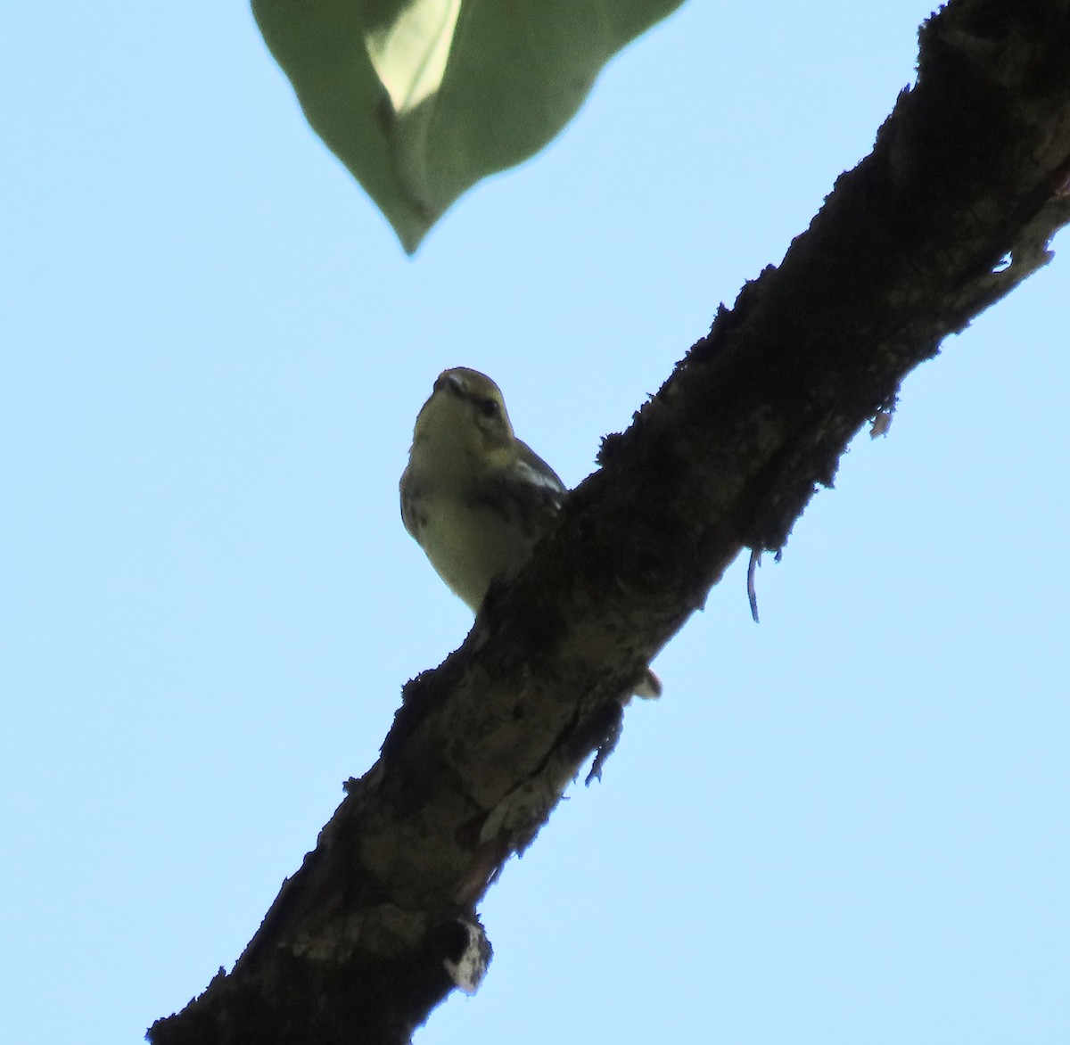 Black-throated Green Warbler - ML609467010