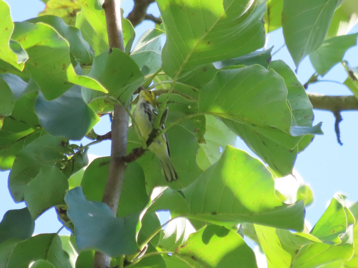 Black-throated Green Warbler - Kim Springer