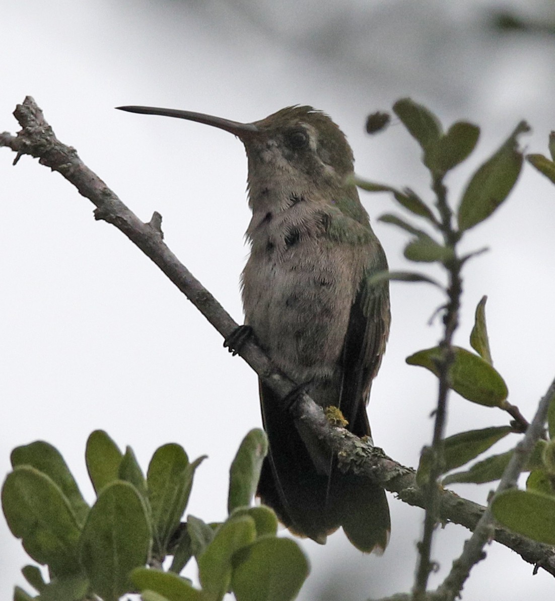 Broad-billed Hummingbird - ML609467302