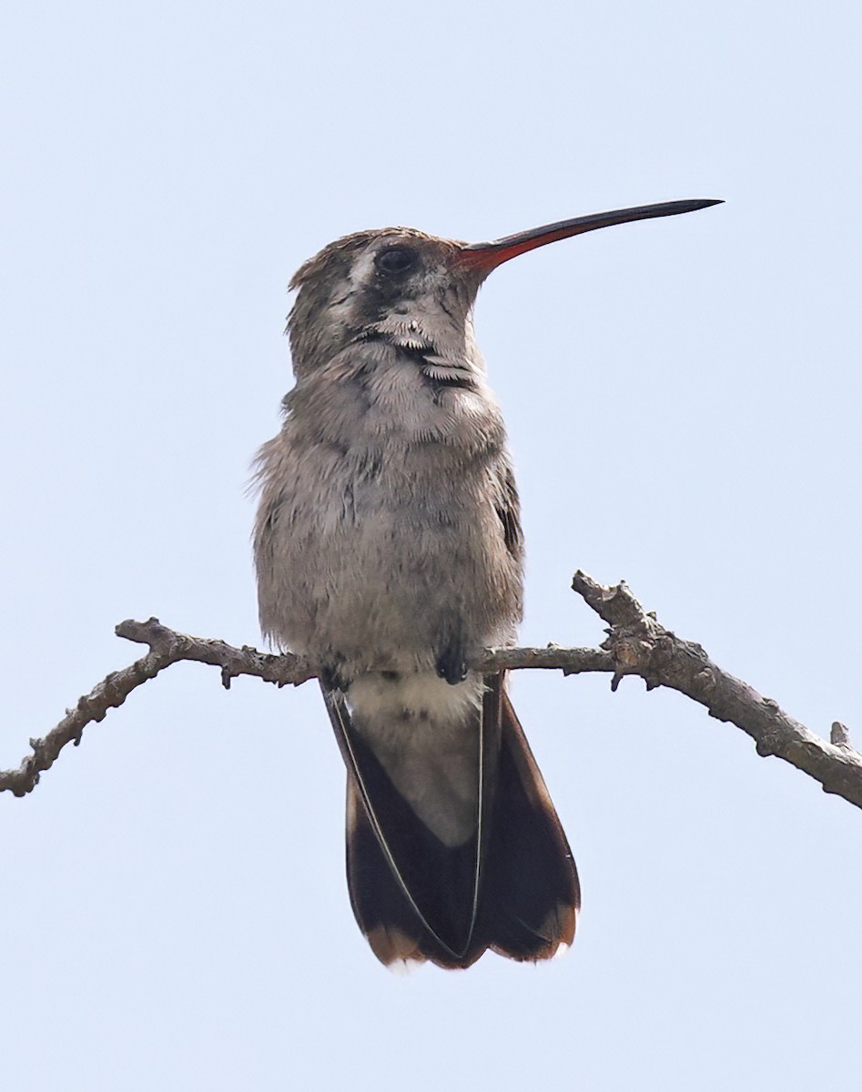 Broad-billed Hummingbird - ML609467303