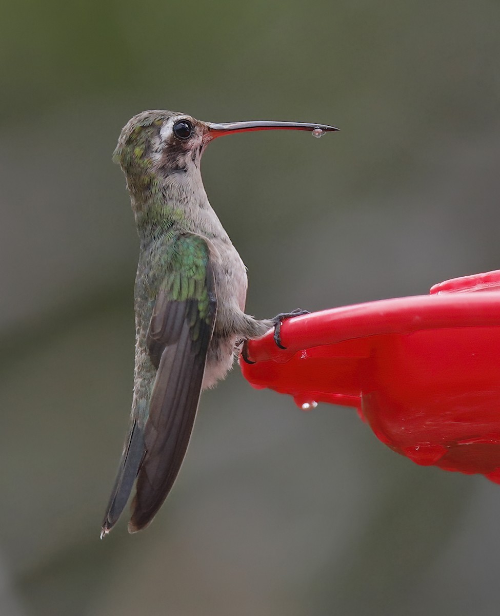 Broad-billed Hummingbird - ML609467304