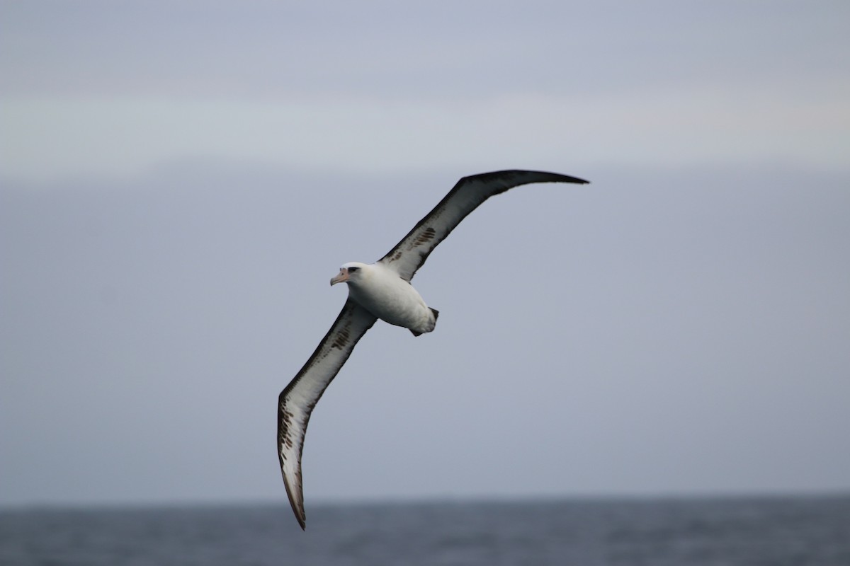 Laysan Albatross - Richard MacIntosh