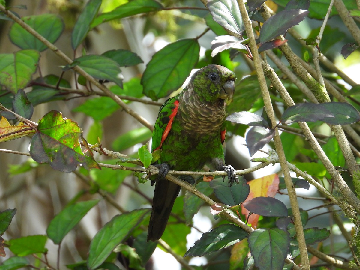 Maroon-tailed Parakeet (Choco) - ML609467570