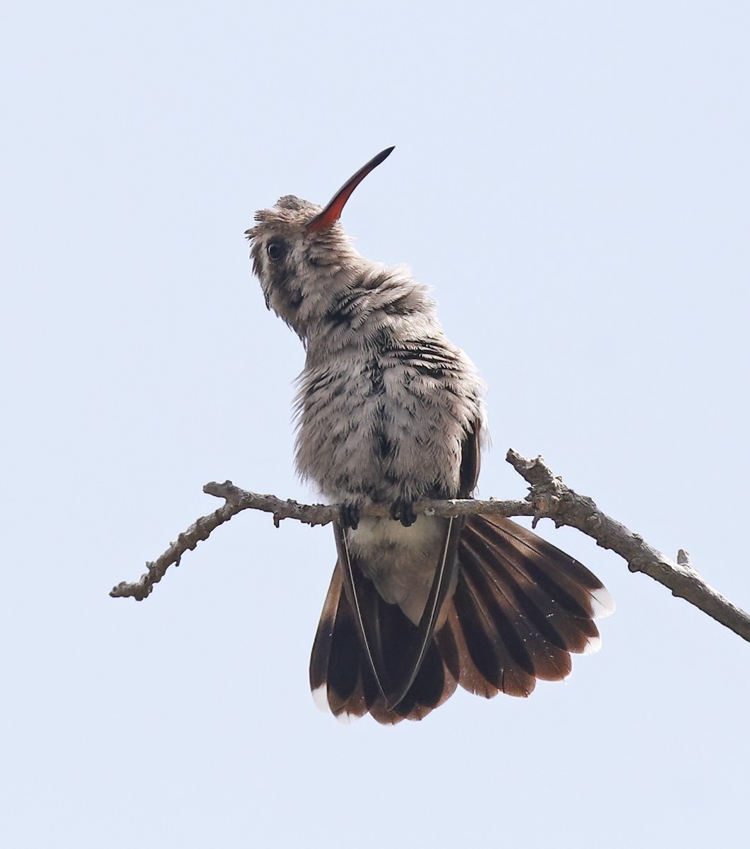 Broad-billed Hummingbird - ML609467748