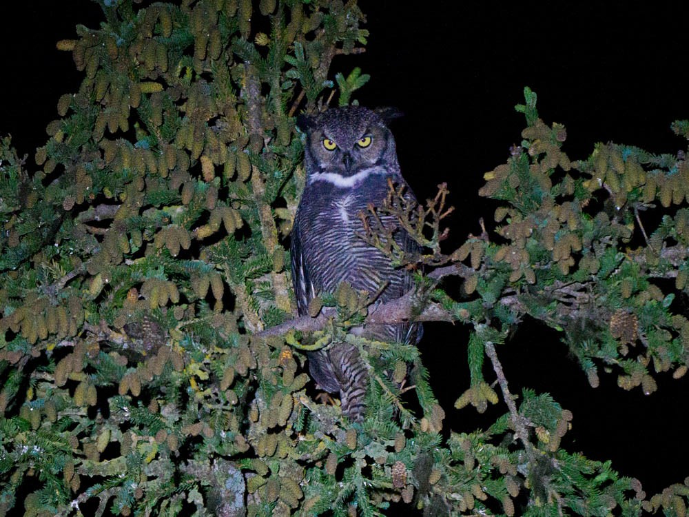 Great Horned Owl - ML609468099