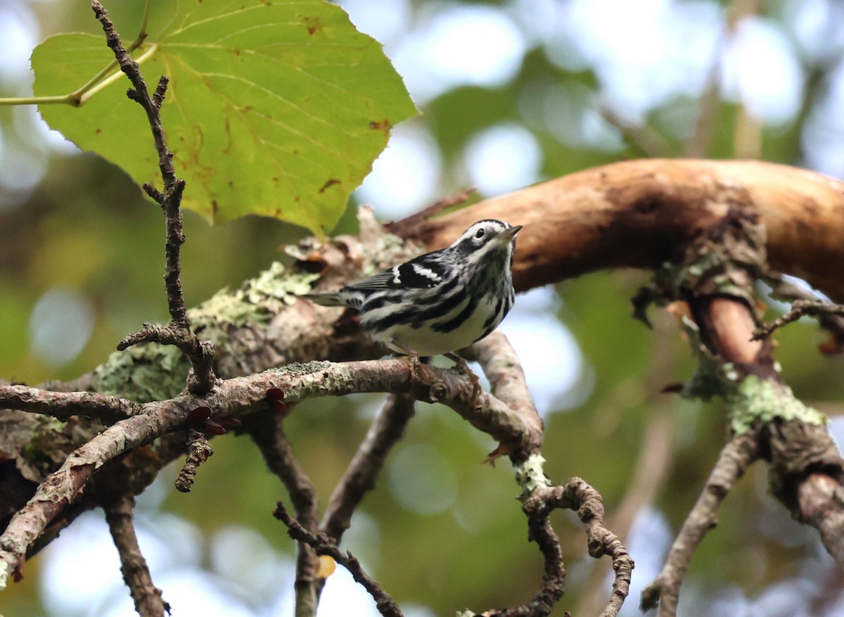 Black-and-white Warbler - ML609468181