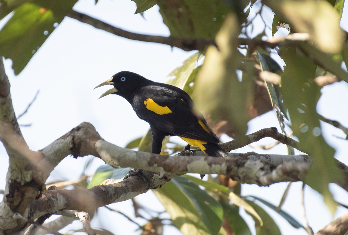 Yellow-rumped Cacique - Neil DeMaster