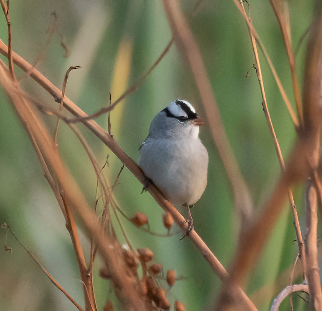 Dachsammer (leucophrys/oriantha) - ML609468301