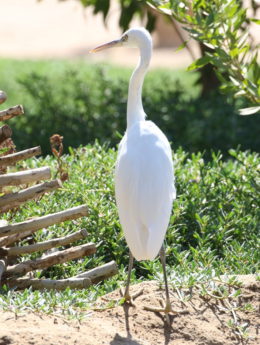 eBird Checklist 4 Nov 2019 El Gouna Fish Farm 5 species