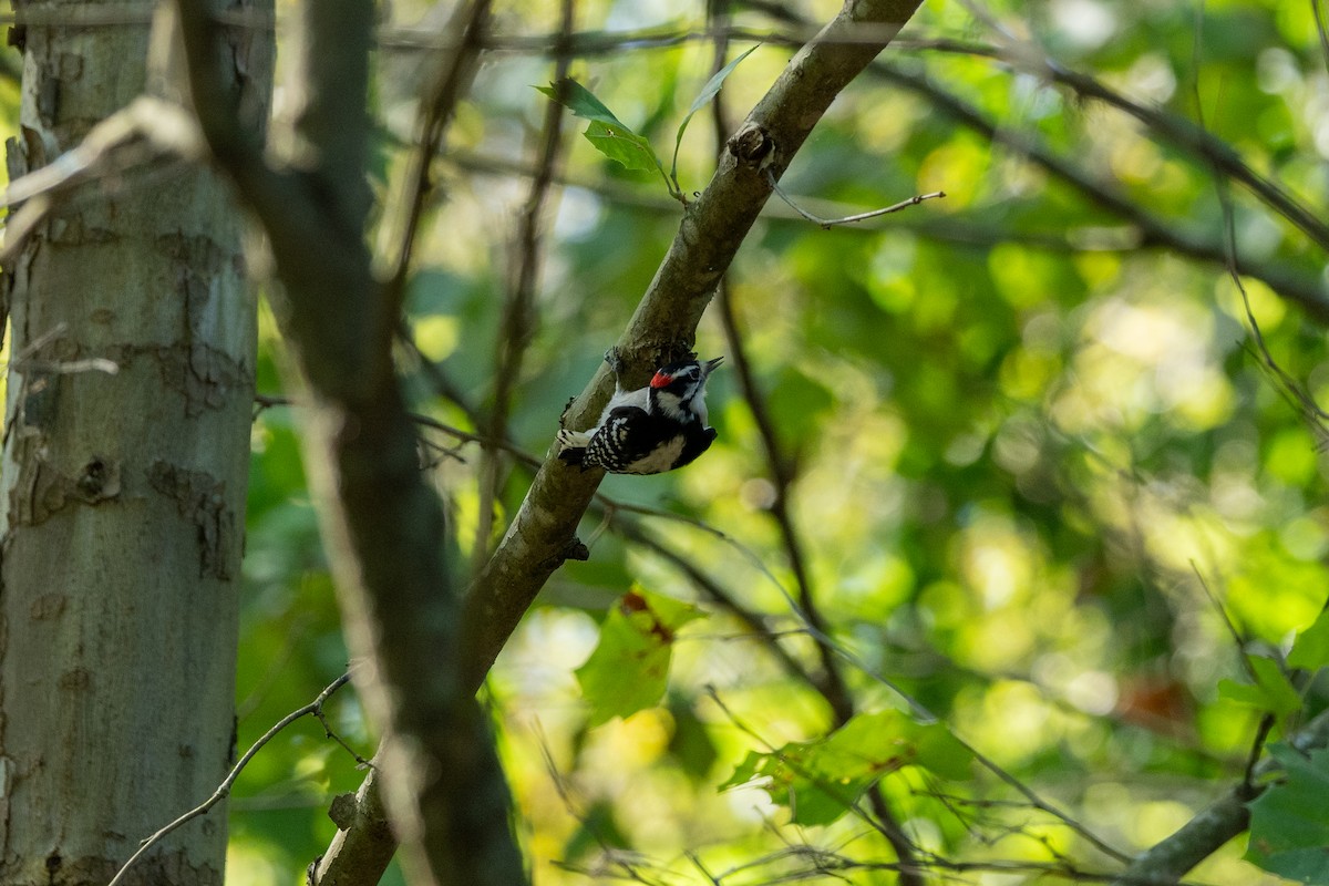 Downy Woodpecker - Brian Fleming