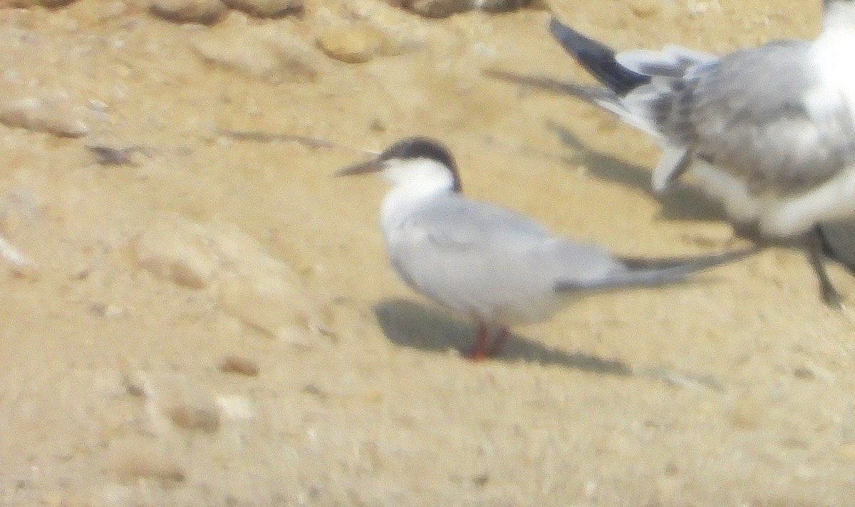 Common Tern - ML609468619