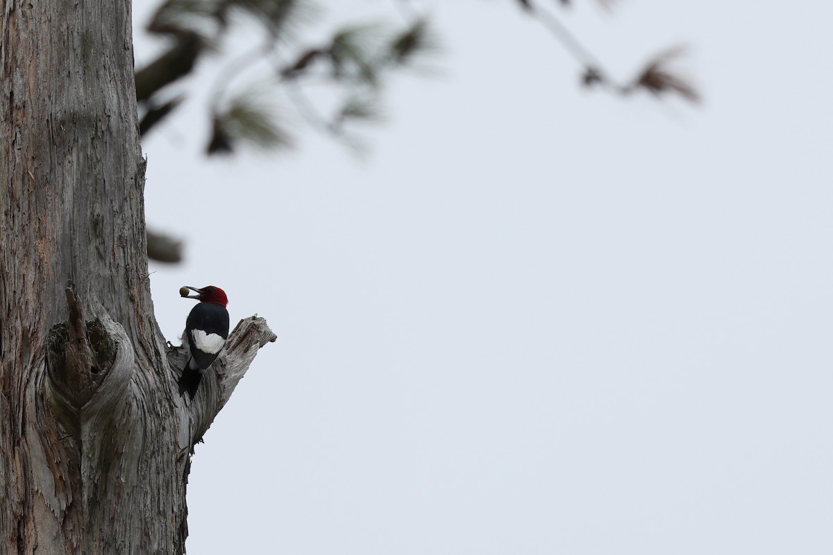 Red-headed Woodpecker - ML609468691