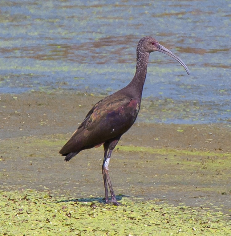 ibis americký - ML609468800