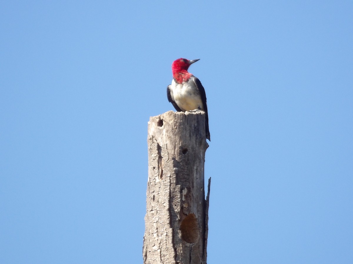 Red-headed Woodpecker - ML609469259