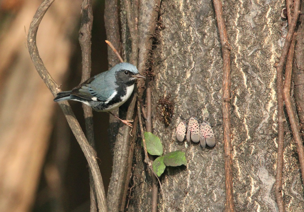 Black-throated Blue Warbler - Keith Leonard