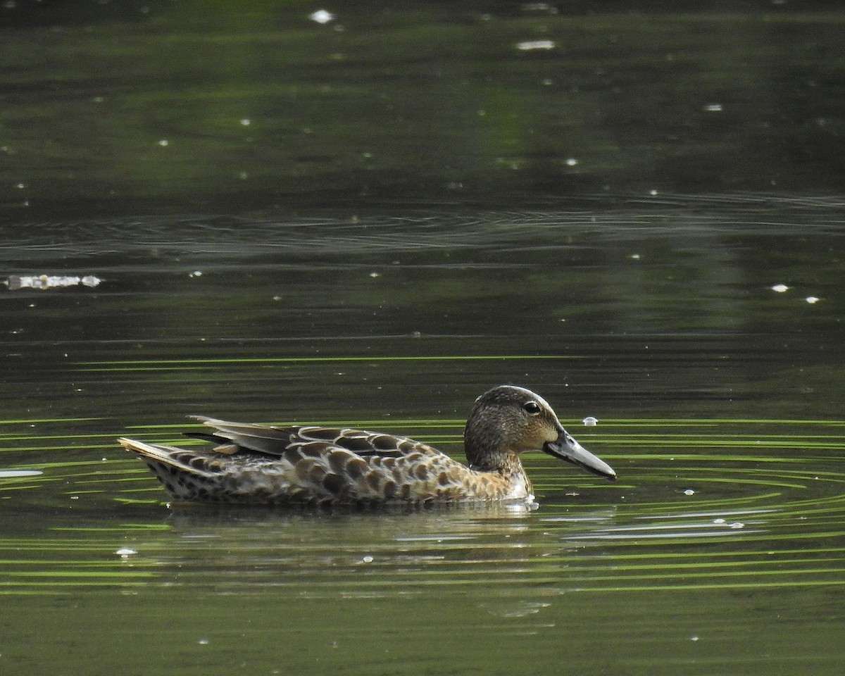 Blue-winged Teal - ML609469805