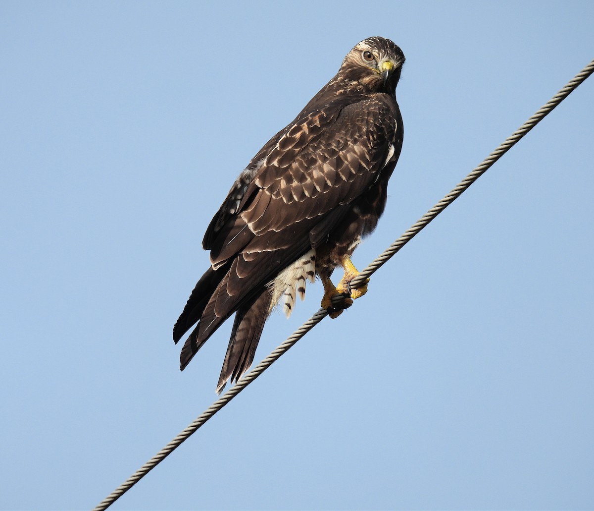 Red-tailed Hawk - ML609470023