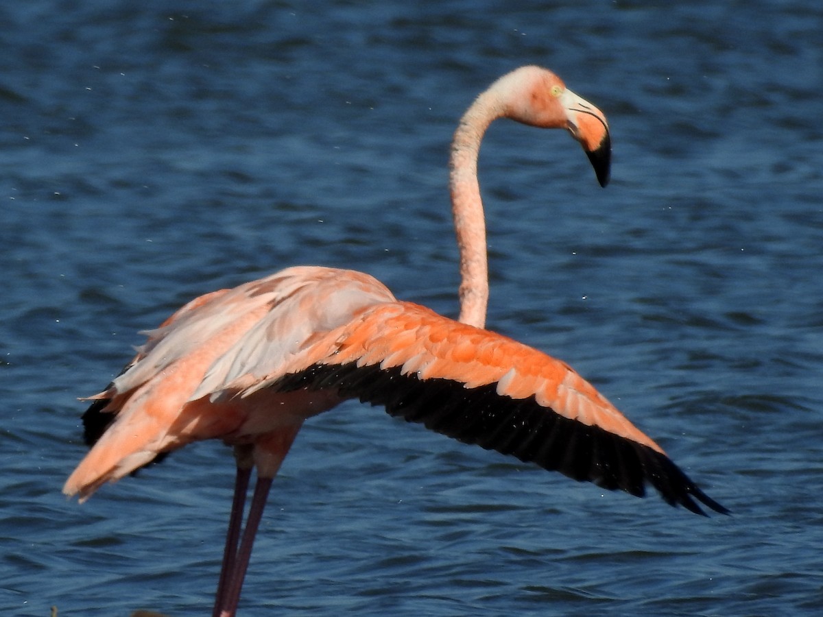American Flamingo - ML609470035