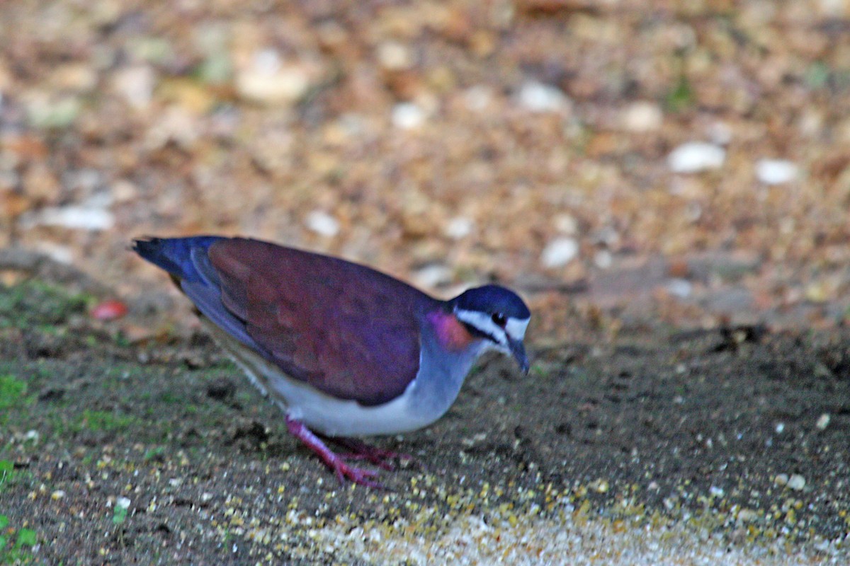 Purple Quail-Dove - ML609470247